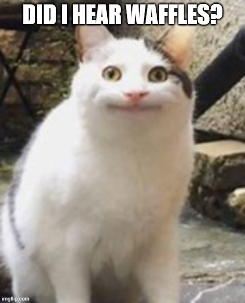 Beluga cat sus | DID I HEAR WAFFLES? | image tagged in beluga cat sus | made w/ Imgflip meme maker