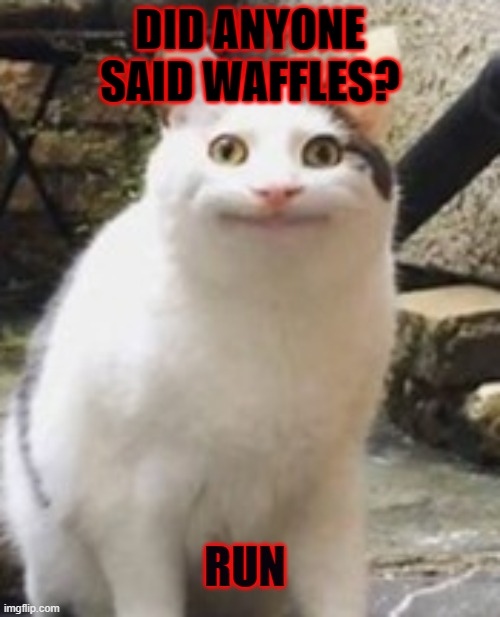 Never Say Waffles To Beluga | DID ANYONE SAID WAFFLES? RUN | image tagged in beluga cat sus | made w/ Imgflip meme maker