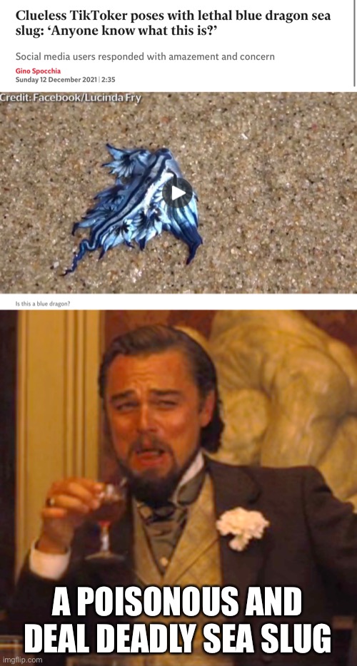 Dumb tik toks | A POISONOUS AND DEAL DEADLY SEA SLUG | image tagged in memes,laughing leo | made w/ Imgflip meme maker