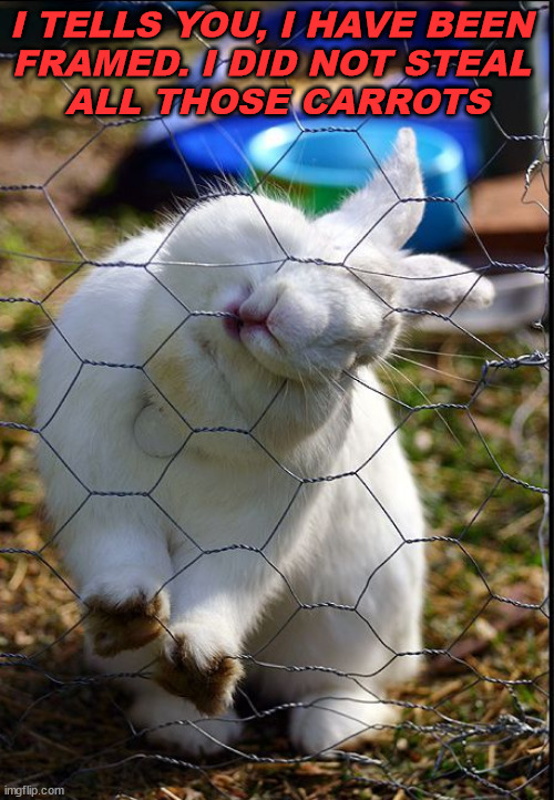  I TELLS YOU, I HAVE BEEN 
FRAMED. I DID NOT STEAL 
ALL THOSE CARROTS | image tagged in bunnies | made w/ Imgflip meme maker