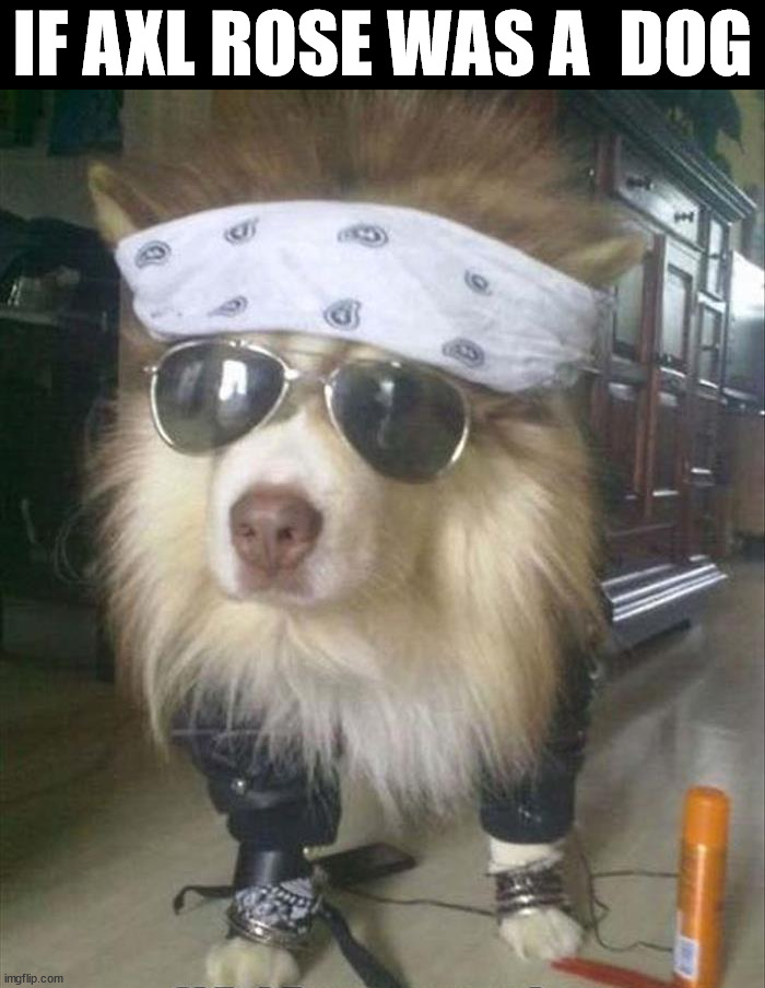 IF AXL ROSE WAS A  DOG | image tagged in dogs | made w/ Imgflip meme maker