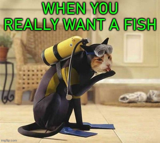 WHEN YOU REALLY WANT A FISH | image tagged in cats | made w/ Imgflip meme maker