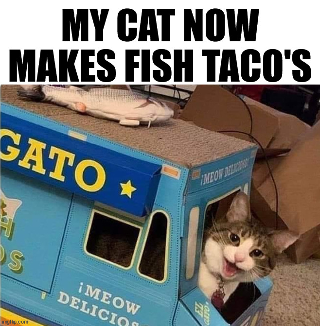  MY CAT NOW MAKES FISH TACO'S | image tagged in cats | made w/ Imgflip meme maker