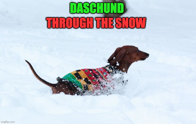 Jingle all the way | THROUGH THE SNOW; DASCHUND | image tagged in bad pun | made w/ Imgflip meme maker