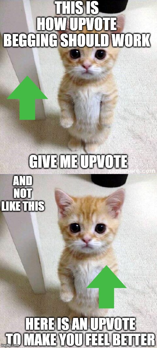 upvote begging | THIS IS HOW UPVOTE BEGGING SHOULD WORK; GIVE ME UPVOTE; AND NOT LIKE THIS; HERE IS AN UPVOTE TO MAKE YOU FEEL BETTER | image tagged in memes,cute cat,funny | made w/ Imgflip meme maker