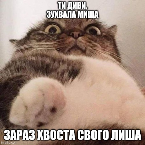 A cat see a mouse | ТИ ДИВИ,
ЗУХВАЛА МИША; ЗАРАЗ ХВОСТА СВОГО ЛИША | image tagged in cat see,mouse,ukraine | made w/ Imgflip meme maker