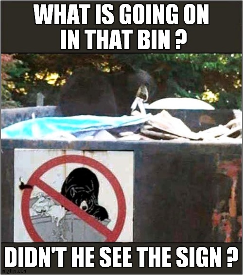 A Bad Bear ! | WHAT IS GOING ON
 IN THAT BIN ? DIDN'T HE SEE THE SIGN ? | image tagged in fun,bear,bins,signs | made w/ Imgflip meme maker