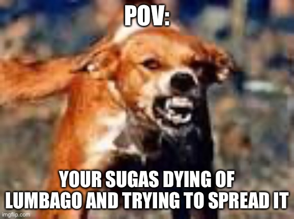 rabid dog | POV: YOUR SUGAS DYING OF LUMBAGO AND TRYING TO SPREAD IT | image tagged in rabid dog | made w/ Imgflip meme maker