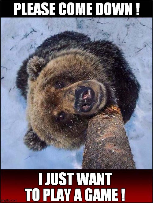 Beware Of This Bear ! | PLEASE COME DOWN ! I JUST WANT TO PLAY A GAME ! | image tagged in bear,beware,dark humour | made w/ Imgflip meme maker