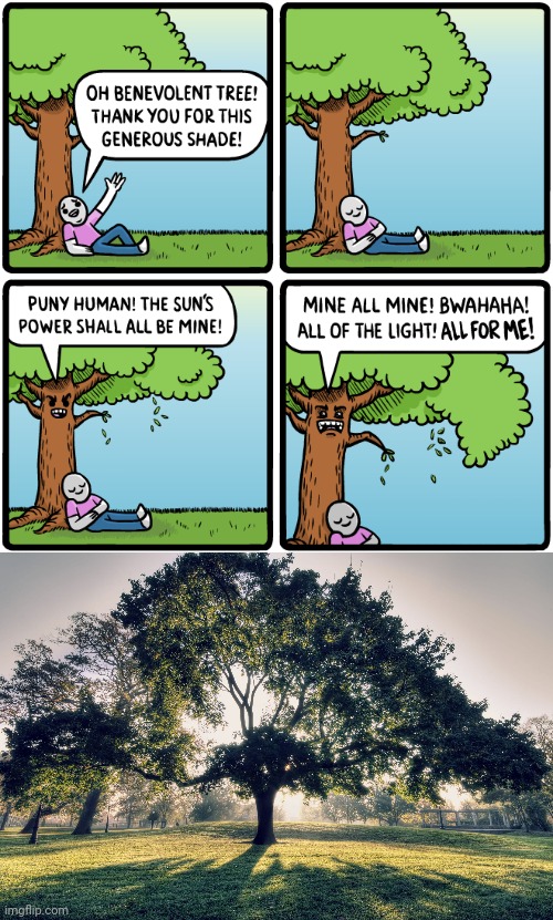 Tree shade | image tagged in throw shade,tree,comics/cartoons,comics,comic,memes | made w/ Imgflip meme maker