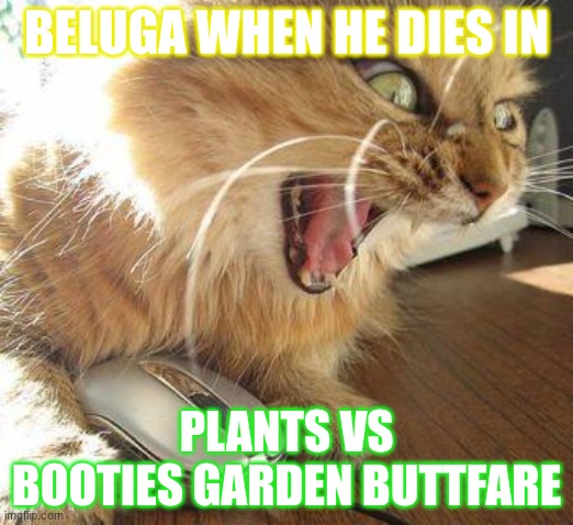 angry cat | BELUGA WHEN HE DIES IN; PLANTS VS BOOTIES GARDEN BUTTFARE | image tagged in angry cat | made w/ Imgflip meme maker