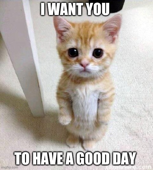 Okay? | I WANT YOU; TO HAVE A GOOD DAY | image tagged in memes,cute cat,have a good day | made w/ Imgflip meme maker