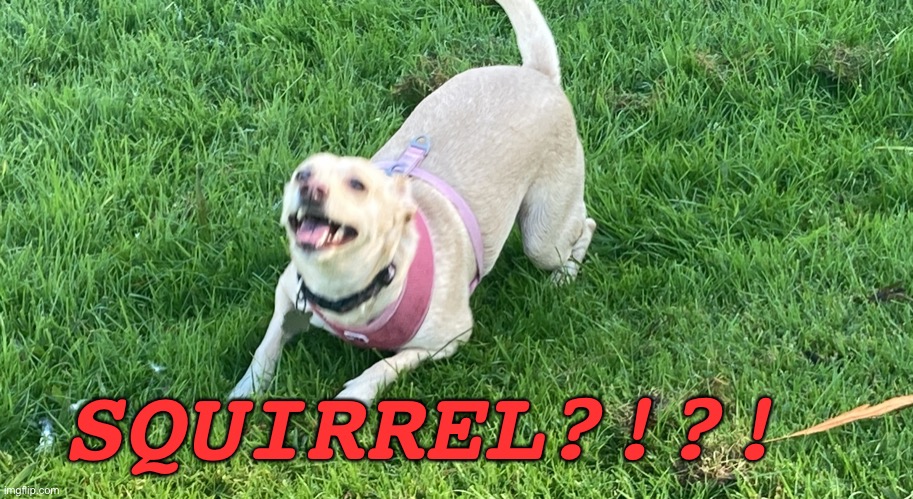 When my dog sees a squirrel | SQUIRREL?!?! | image tagged in excited dog,dog,doggo,puppy,squirrel,funny | made w/ Imgflip meme maker