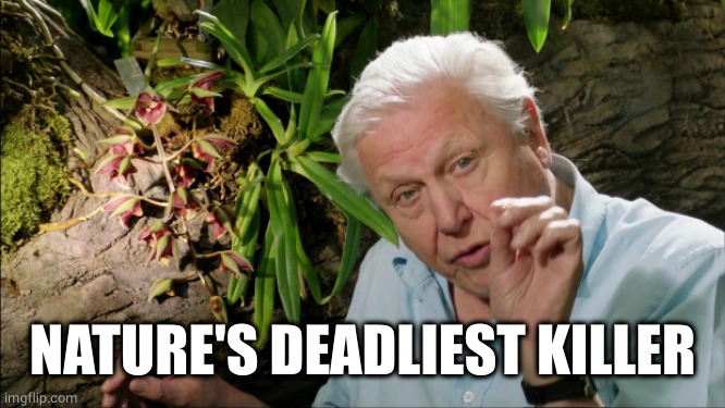 David Attenborough | NATURE'S DEADLIEST KILLER | image tagged in david attenborough | made w/ Imgflip meme maker