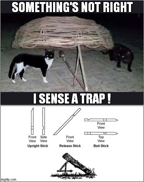 A Rightly Suspicious Cat ! | SOMETHING'S NOT RIGHT; I SENSE A TRAP ! | image tagged in cats,suspicious cat,it's a trap | made w/ Imgflip meme maker