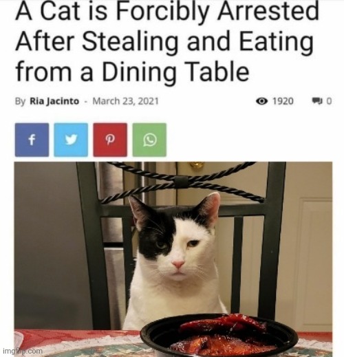 GUILTY | image tagged in cat,stealing,food | made w/ Imgflip meme maker