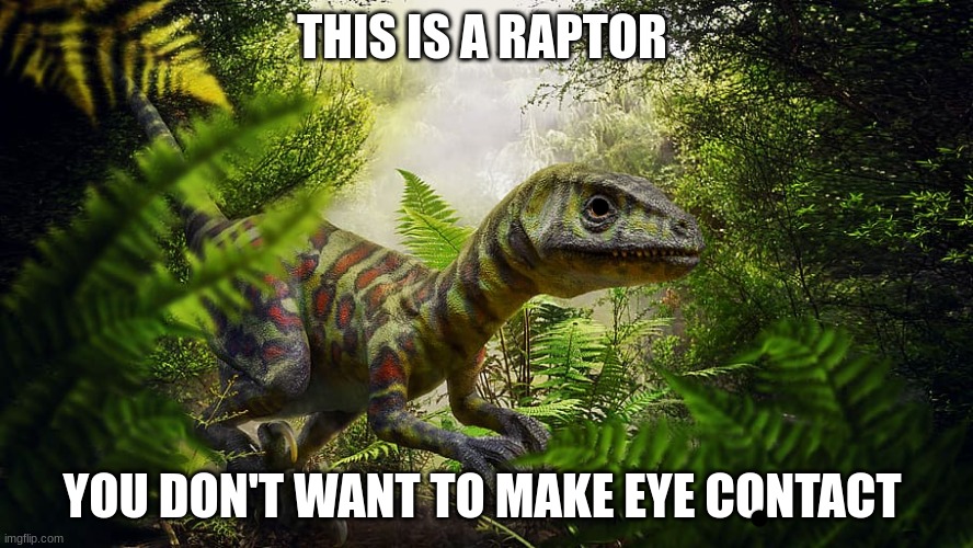 OR ELSE | THIS IS A RAPTOR; YOU DON'T WANT TO MAKE EYE CONTACT | image tagged in fun | made w/ Imgflip meme maker