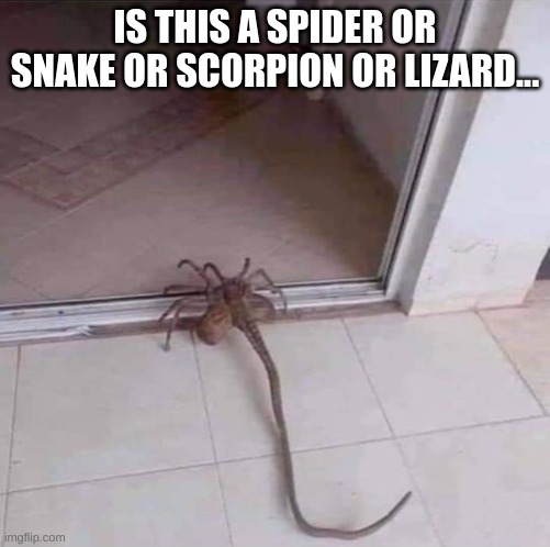 spooder | IS THIS A SPIDER OR SNAKE OR SCORPION OR LIZARD... | image tagged in spooder | made w/ Imgflip meme maker