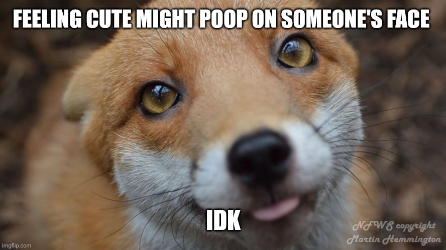 Cute fox |  FEELING CUTE MIGHT POOP ON SOMEONE'S FACE; IDK | image tagged in cute fox | made w/ Imgflip meme maker