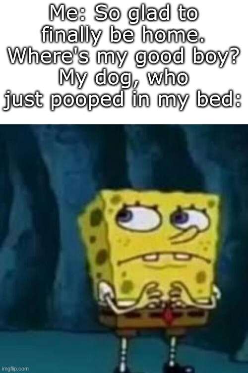 I feel bad for that dog | Me: So glad to finally be home. Where's my good boy?
My dog, who just pooped in my bed: | image tagged in dogs,poop | made w/ Imgflip meme maker