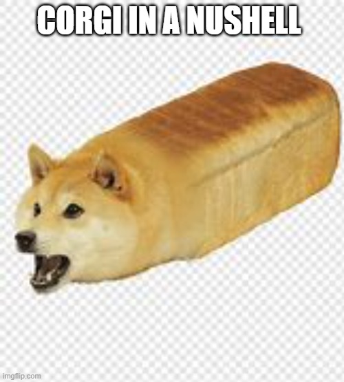 CORGI IN A NUSHELL | image tagged in dodge | made w/ Imgflip meme maker