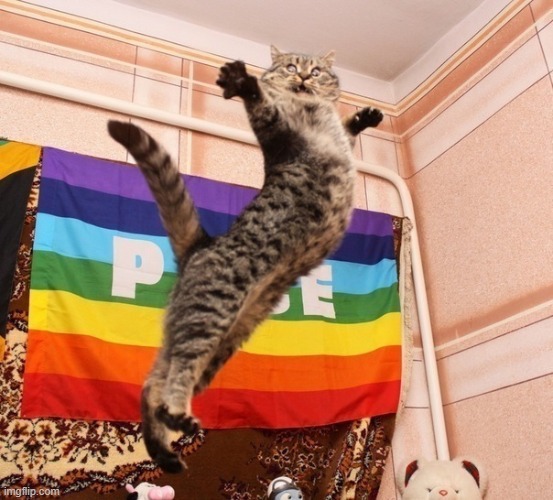 I just found this xD | image tagged in pride cat,memes,funny,lgbtq,pride,cat | made w/ Imgflip meme maker