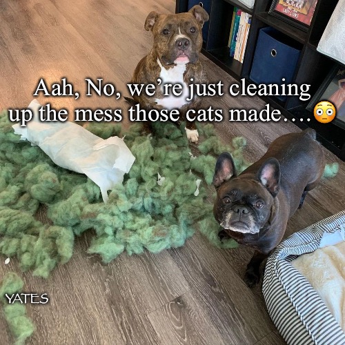 Dogs mess | Aah, No, we’re just cleaning up the mess those cats made….😳; YATES | image tagged in dogs messy | made w/ Imgflip meme maker