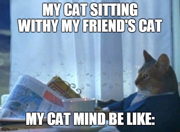 I Should Buy A Boat Cat | MY CAT SITTING WITHY MY FRIEND'S CAT; MY CAT MIND BE LIKE: | image tagged in memes,i should buy a boat cat | made w/ Imgflip meme maker