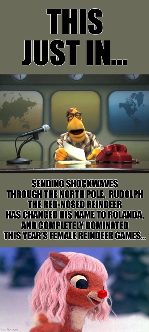 News Flash! | THIS JUST IN…; SENDING SHOCKWAVES THROUGH THE NORTH POLE,  RUDOLPH THE RED-NOSED REINDEER HAS CHANGED HIS NAME TO ROLANDA, AND COMPLETELY DOMINATED THIS YEAR’S FEMALE REINDEER GAMES… | image tagged in muppet news flash,ConservativeMemes | made w/ Imgflip meme maker