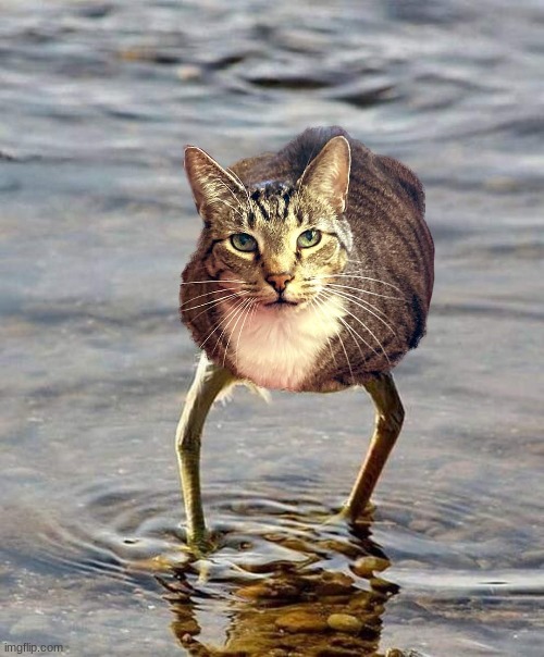 image tagged in catchickenshitthingidk | made w/ Imgflip meme maker