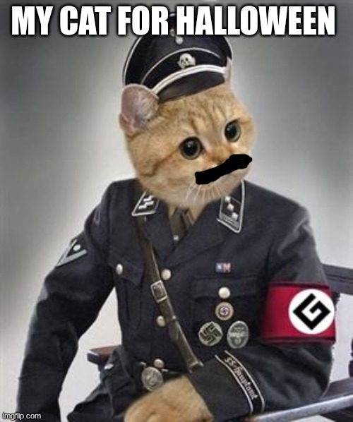 Nazi cat | MY CAT FOR HALLOWEEN | image tagged in grammar nazi cat | made w/ Imgflip meme maker