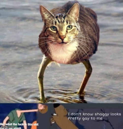 image tagged in what's this shit above me scoob,cursed image,cat,chicken,photoshop | made w/ Imgflip meme maker