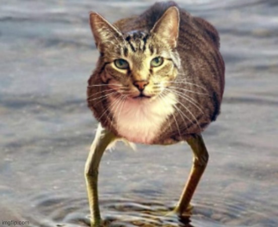 cursed cat | image tagged in cat,cursed | made w/ Imgflip meme maker