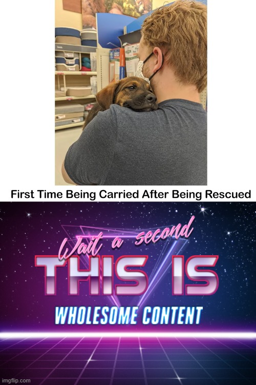 Wholesome indeed | image tagged in wait a second this is wholesome content,doggo,yay,happy ending,luna_the_dragon | made w/ Imgflip meme maker