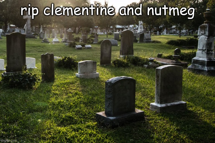 for little-miss-mango | rip clementine and nutmeg | image tagged in rip | made w/ Imgflip meme maker