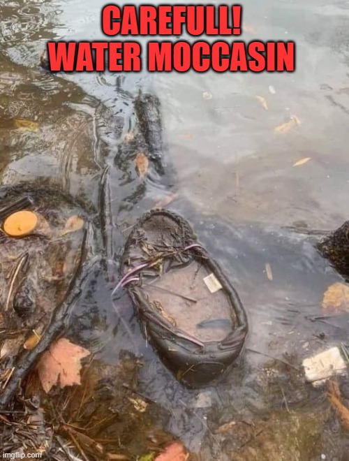 water moccasin - Imgflip