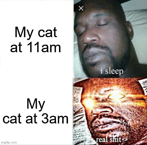 Cat meme | My cat at 11am; My cat at 3am | image tagged in memes,sleeping shaq | made w/ Imgflip meme maker