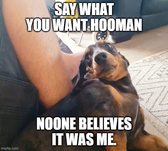 Say what you want | SAY WHAT YOU WANT HOOMAN; NOONE BELIEVES IT WAS ME. | image tagged in dog | made w/ Imgflip meme maker