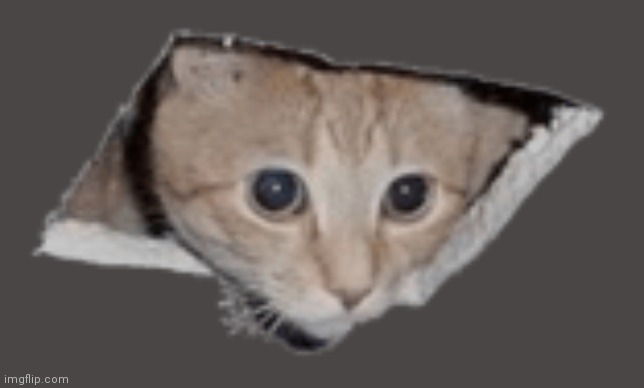 ceiling cat transparent | image tagged in ceiling cat transparent | made w/ Imgflip meme maker
