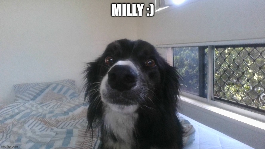 my irl dog | MILLY :) | image tagged in milly | made w/ Imgflip meme maker