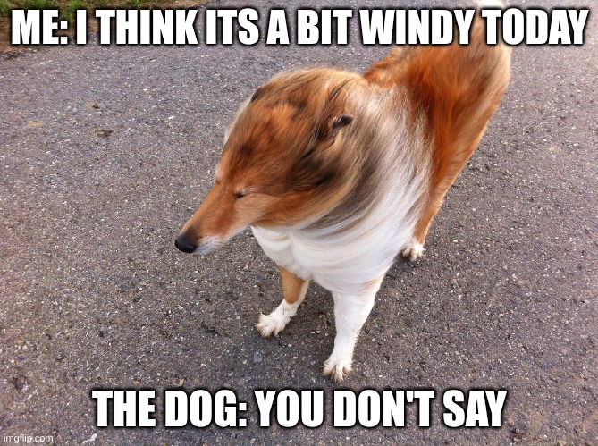 It's not that windy... |  ME: I THINK ITS A BIT WINDY TODAY; THE DOG: YOU DON'T SAY | image tagged in windy dog | made w/ Imgflip meme maker