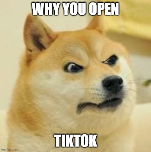 angry doge | WHY YOU OPEN; TIKTOK | image tagged in angry doge | made w/ Imgflip meme maker