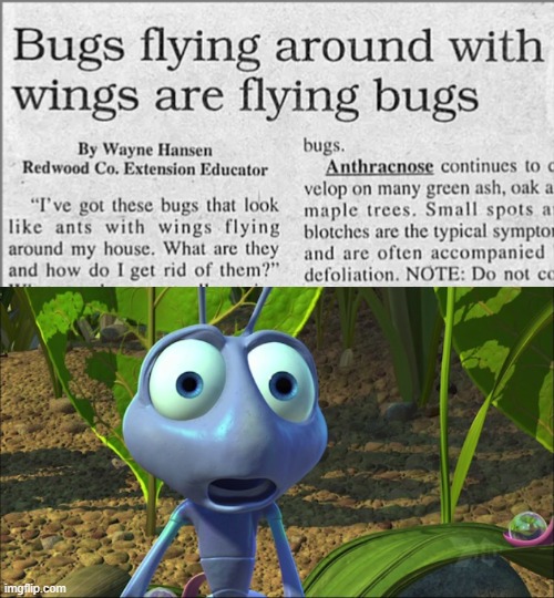 WAT?? | image tagged in shocked ant from a bug's life | made w/ Imgflip meme maker