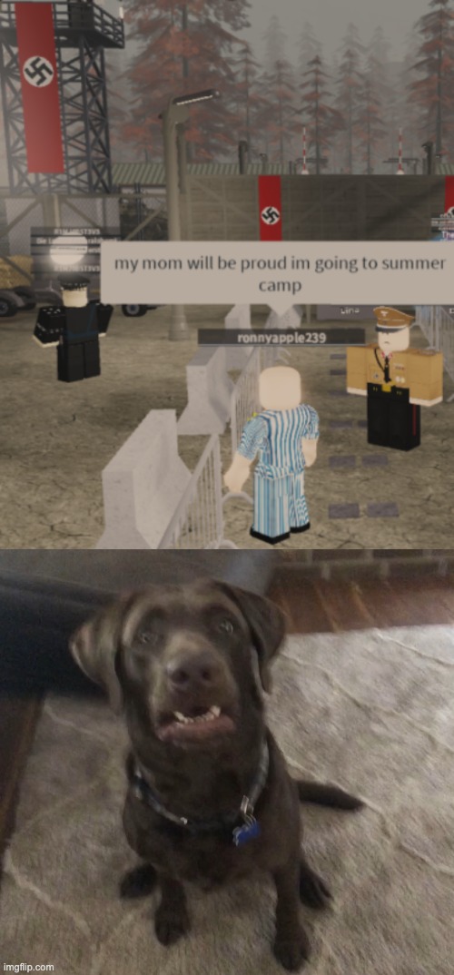 ruh roh shaggy | image tagged in crazy doggo,memes,unfunny | made w/ Imgflip meme maker