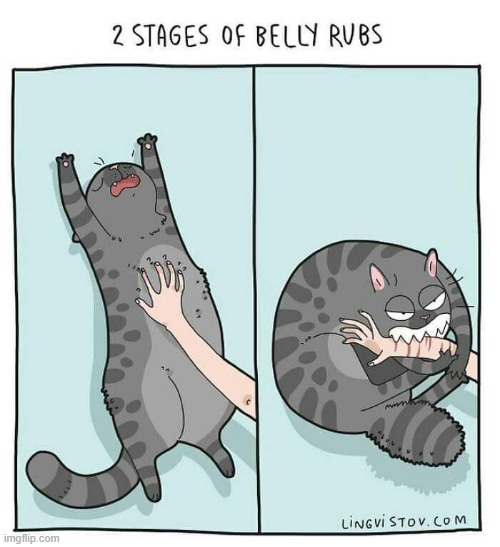 A Cat's Way Of Thinking | image tagged in memes,comics,cats,two,stage,belly rub | made w/ Imgflip meme maker