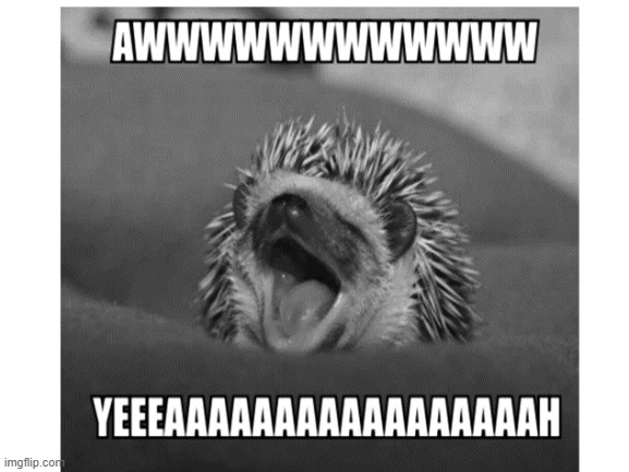 awwwwwwwwwwwwwwwwwwwwwww yeaaaaaaaaaaaaaaaaaaaaaaaaa | image tagged in hedgehog | made w/ Imgflip meme maker