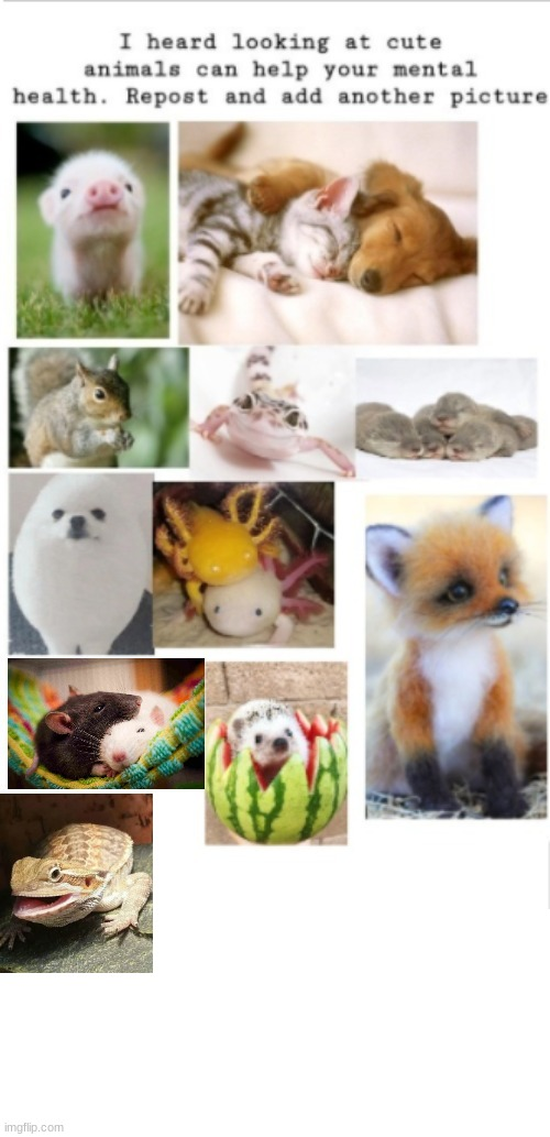 cute animals Blank Meme Template