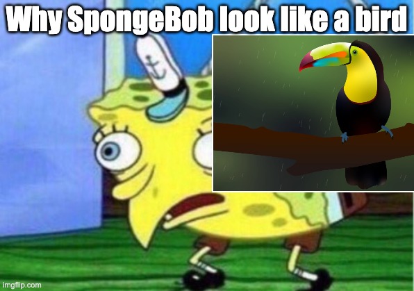 sry for my bad editing skil | Why SpongeBob look like a bird | made w/ Imgflip meme maker