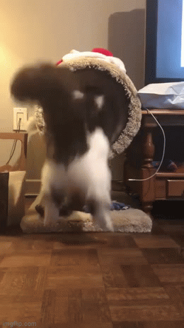Cat Using Pos Gif Pooh cat - Imgflip
