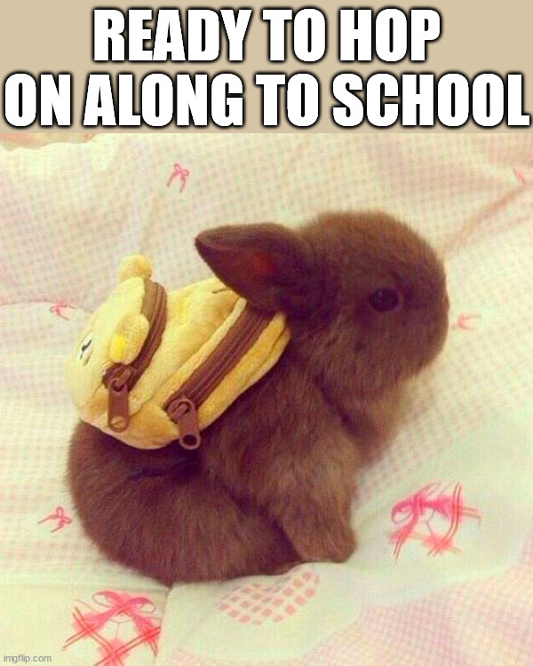  READY TO HOP ON ALONG TO SCHOOL | image tagged in bunnies | made w/ Imgflip meme maker